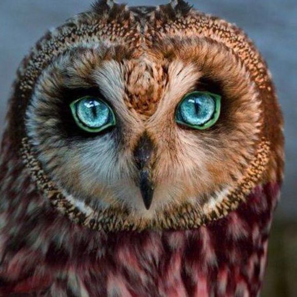 whiteowl131